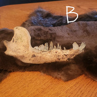 A large bear jaw bone with visible  quartz teeth laid on a dark fur pelt, placed on a wooden tabletop with a blue wall in the background.