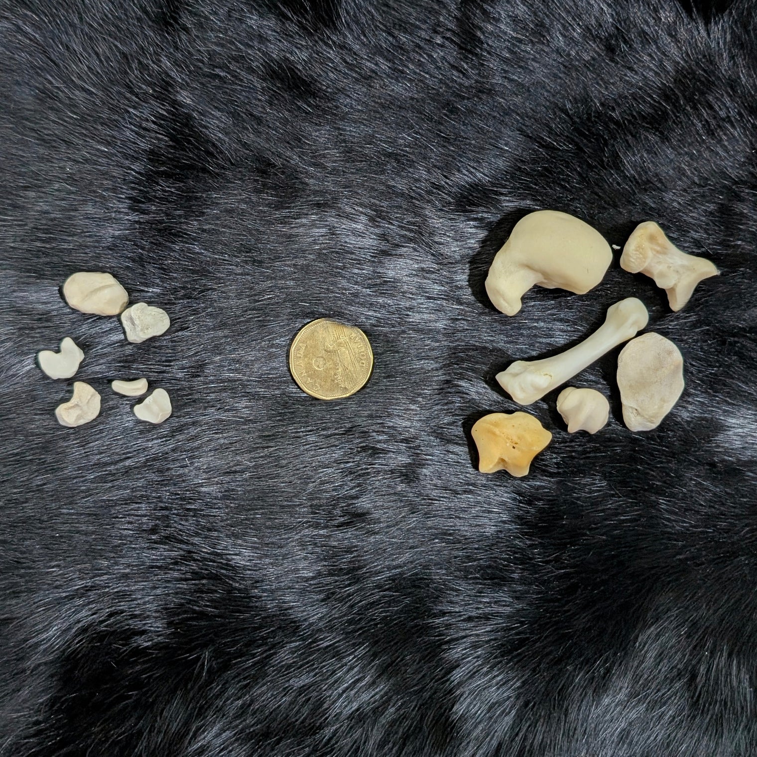 Bear Bones