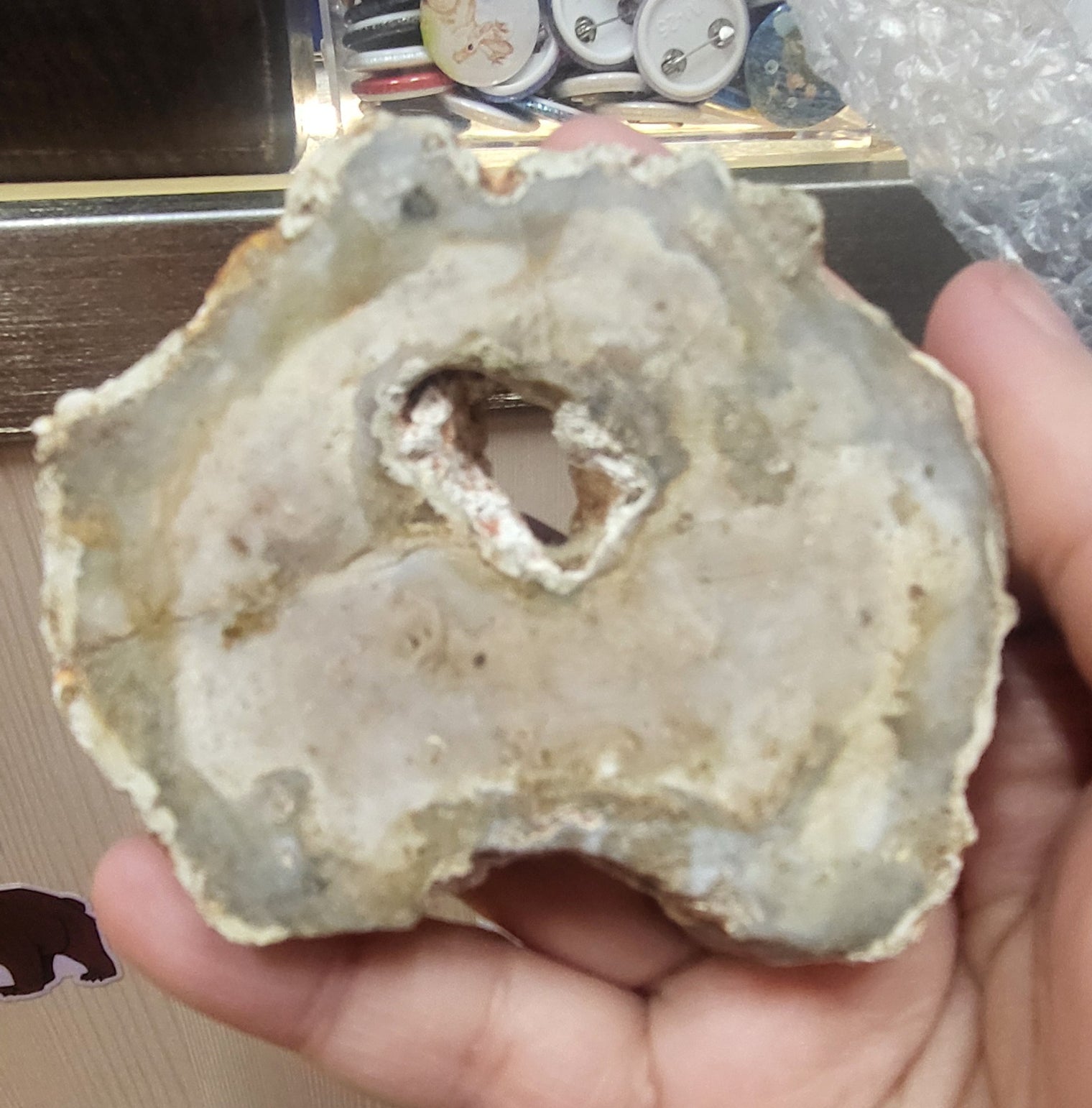 Petrified Wood Slice