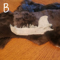 A dark brown and black animal fur pelt bear jaw with quartz teeth, displayed on a wooden table against a dark blue wall.