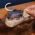 A hand with gold nail polish holds a white animal skull specimen over a brown fur pelt spread on a wooden table, with a dark blue textured wall in the background.