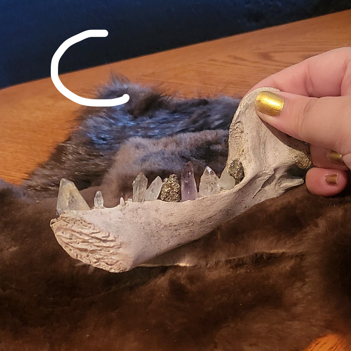 A hand with gold nail polish holds a white animal skull specimen over a brown fur pelt spread on a wooden table, with a dark blue textured wall in the background.