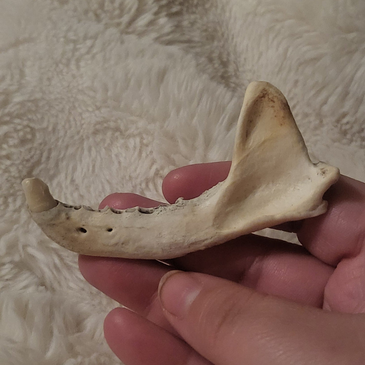 A person's hand holding a small natural bone specimen over a white faux fur surface.