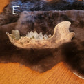 A natural animal skull with prominent teeth displayed on a dark brown fur pelt, set on a wooden table against a dark blue textured wall.