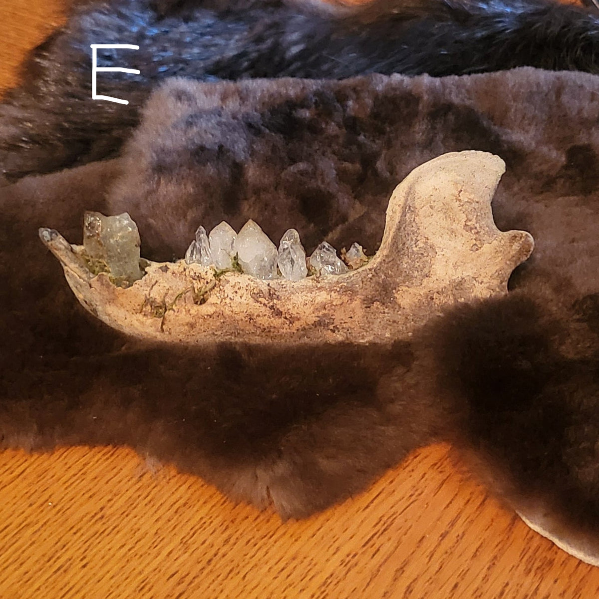 A natural animal skull with prominent teeth displayed on a dark brown fur pelt, set on a wooden table against a dark blue textured wall.
