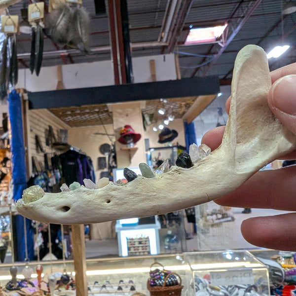 Crystal Tooth Half Jaws (Small)