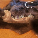 A natural bear jawbone with prominent teeth displayed on a dark brown fur pelt, laid out on a wooden table against a dark blue wall.