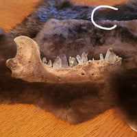 A natural bear jawbone with prominent teeth displayed on a dark brown fur pelt, laid out on a wooden table against a dark blue wall.