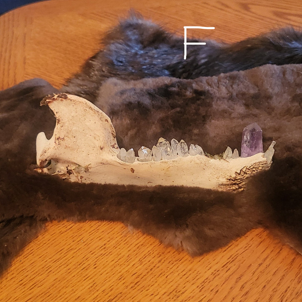 A dark brown and black fur pelt with a white animal jaw and purple crystal teeth arranged on a wooden table.