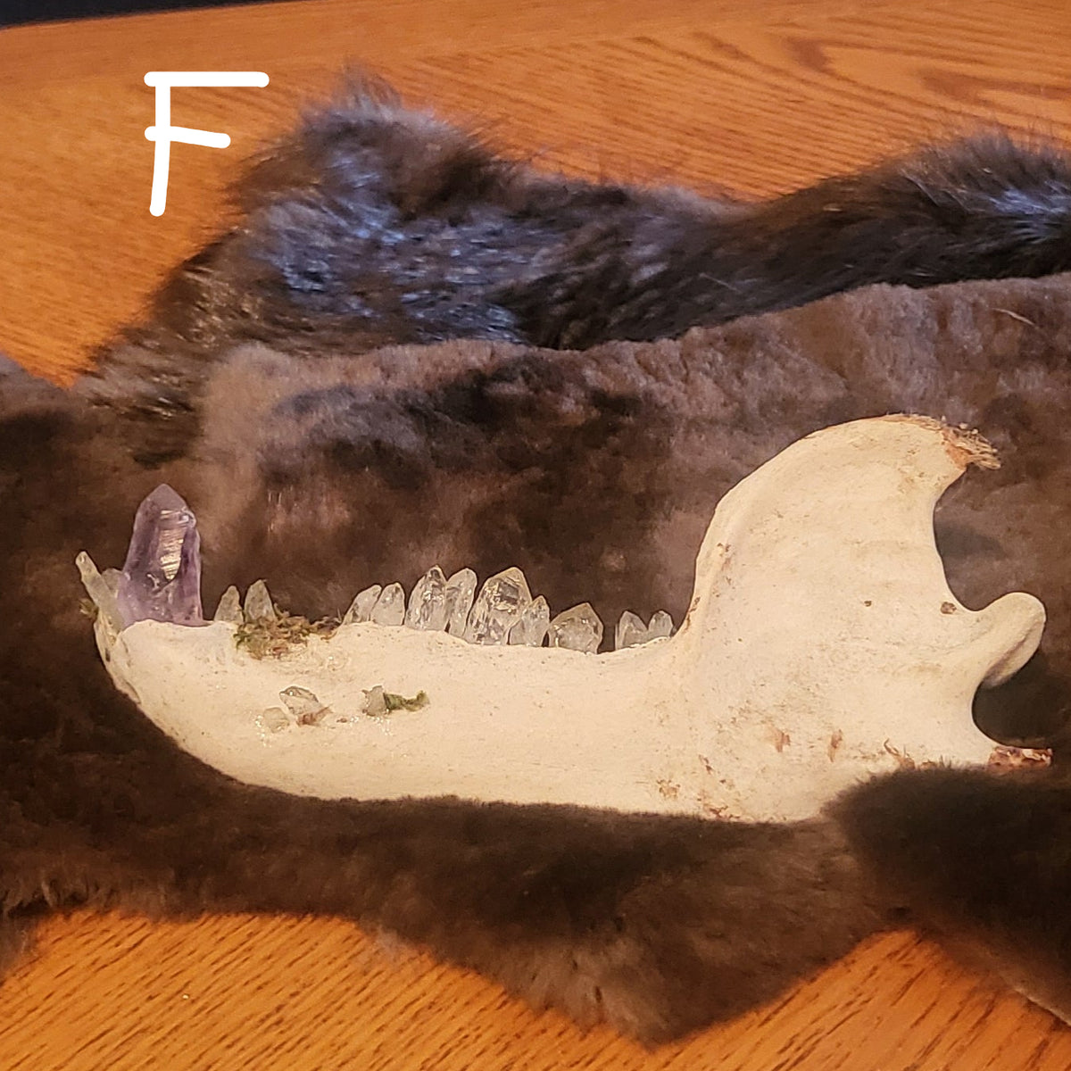 A dark brown animal pelt with a bear jaw overtop, laid flat on a wooden table.