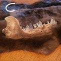 A animal jawbone with sharp teeth displayed on a brown fur pelt, resting on a wooden table with a blue-lit background.