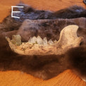 A large animal jawbone with visible teeth displayed on a dark brown fur pelt, resting on a wooden table in an indoor setting.