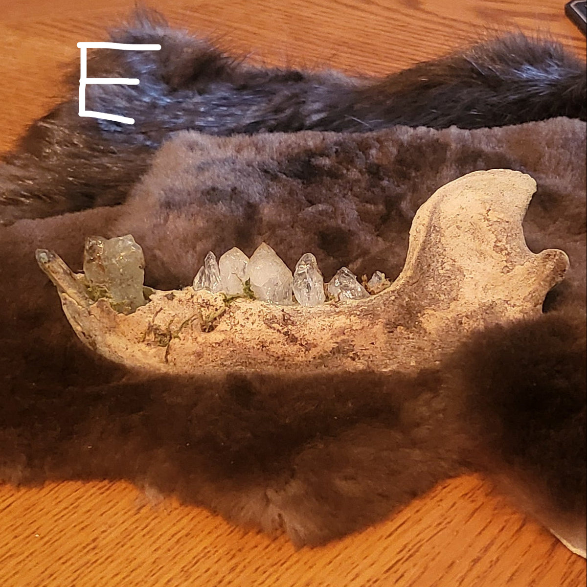 A large animal jawbone with visible teeth displayed on a dark brown fur pelt, resting on a wooden table in an indoor setting.