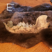 A large animal jawbone with visible teeth displayed on a dark brown fur pelt, resting on a wooden table in an indoor setting.