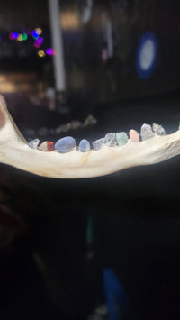 Crystal Tooth Half Jaws (Small)