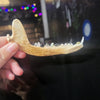 Crystal Tooth Half Jaws (Small)