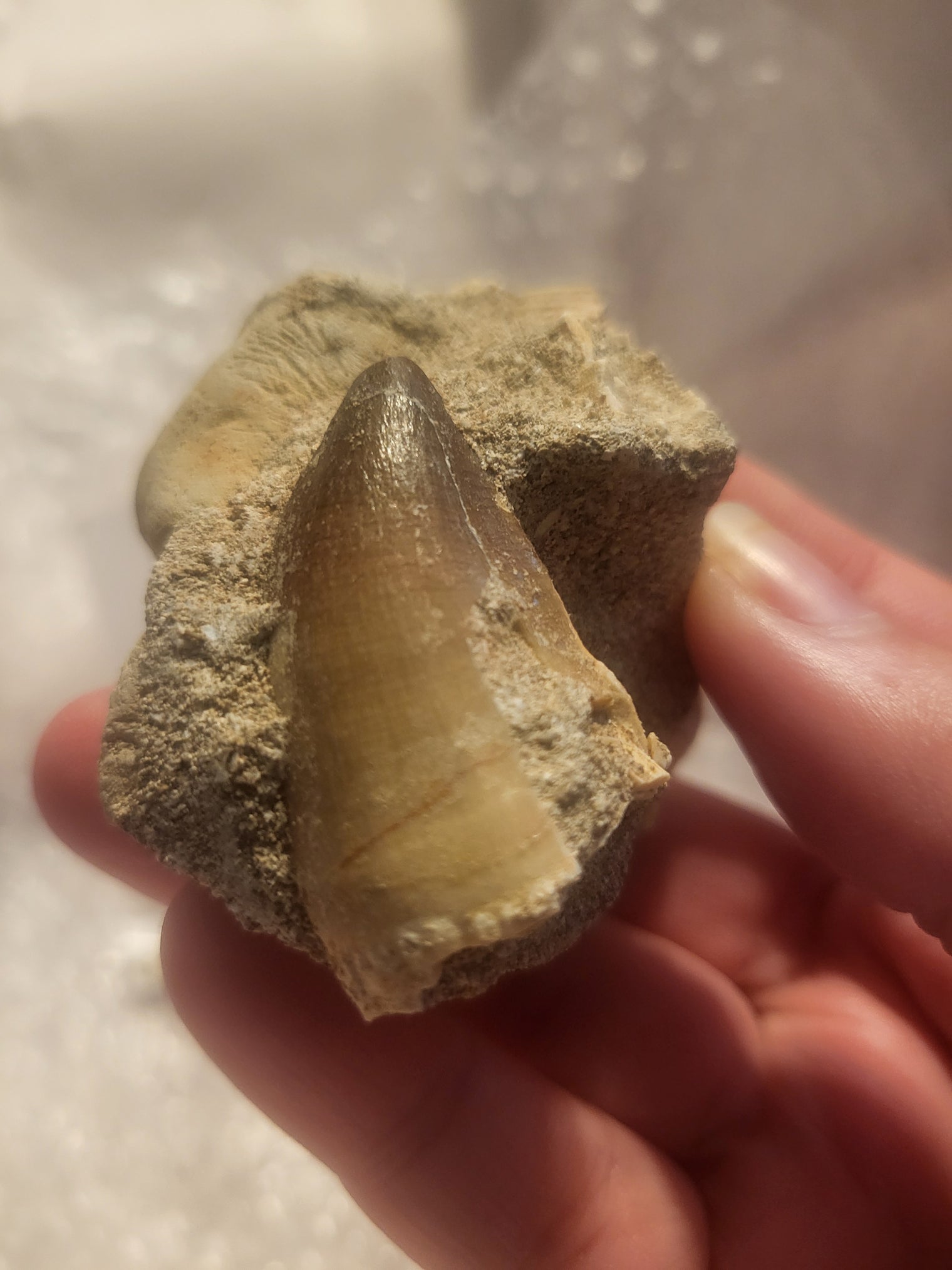 Mosasaur Tooth