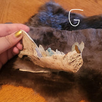 A hand with gold-painted nails holds a bear jawbone with crystal teeth over  brown and black fur against a wooden table and blue wall background.