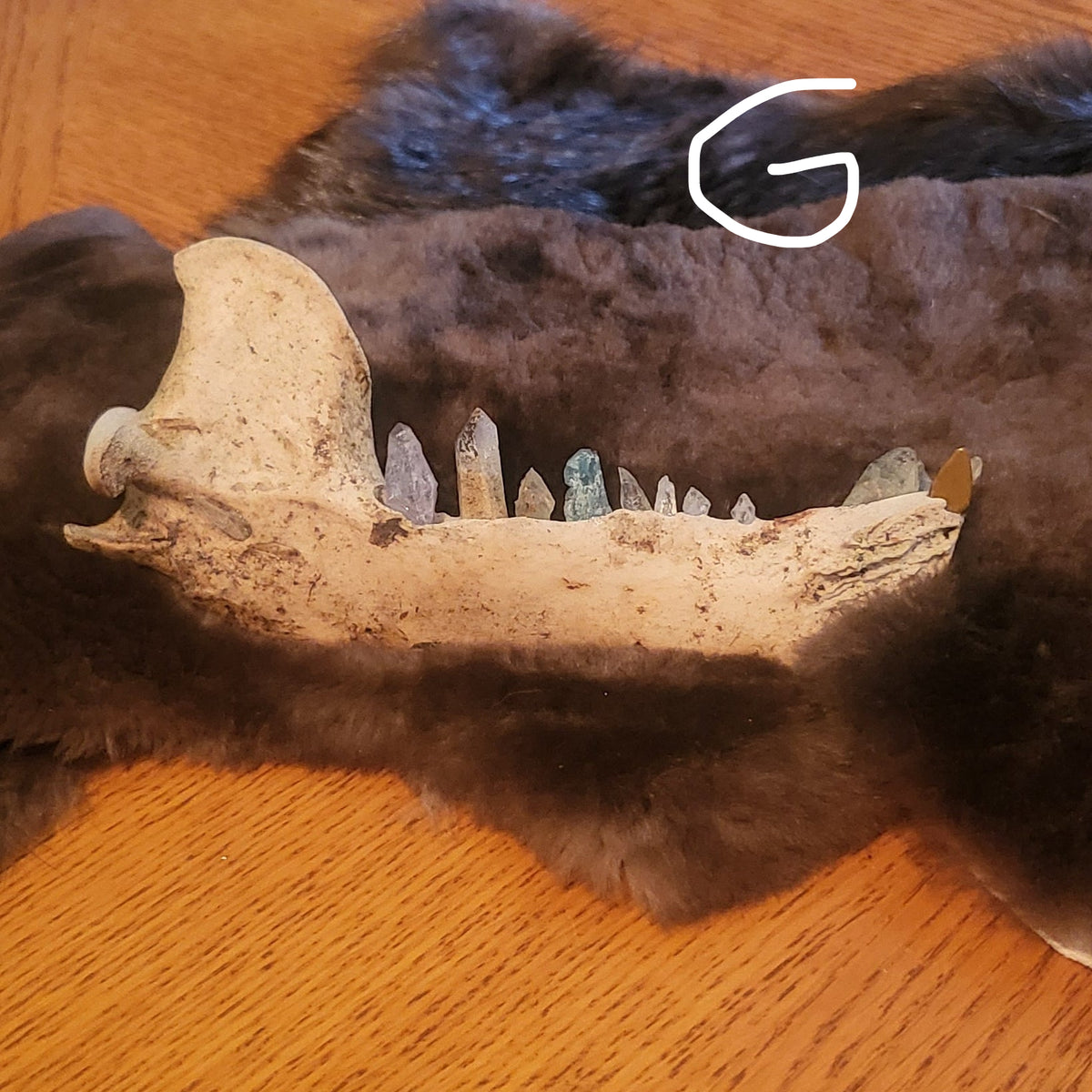 A dark brown fur pelt with a natural bear jawbone with crystal teeth displayed on a wooden tabletop against a dark blue wall.