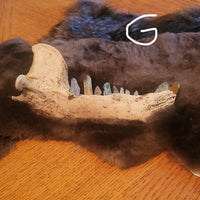 A dark brown fur pelt with a natural bear jawbone with crystal teeth displayed on a wooden tabletop against a dark blue wall.