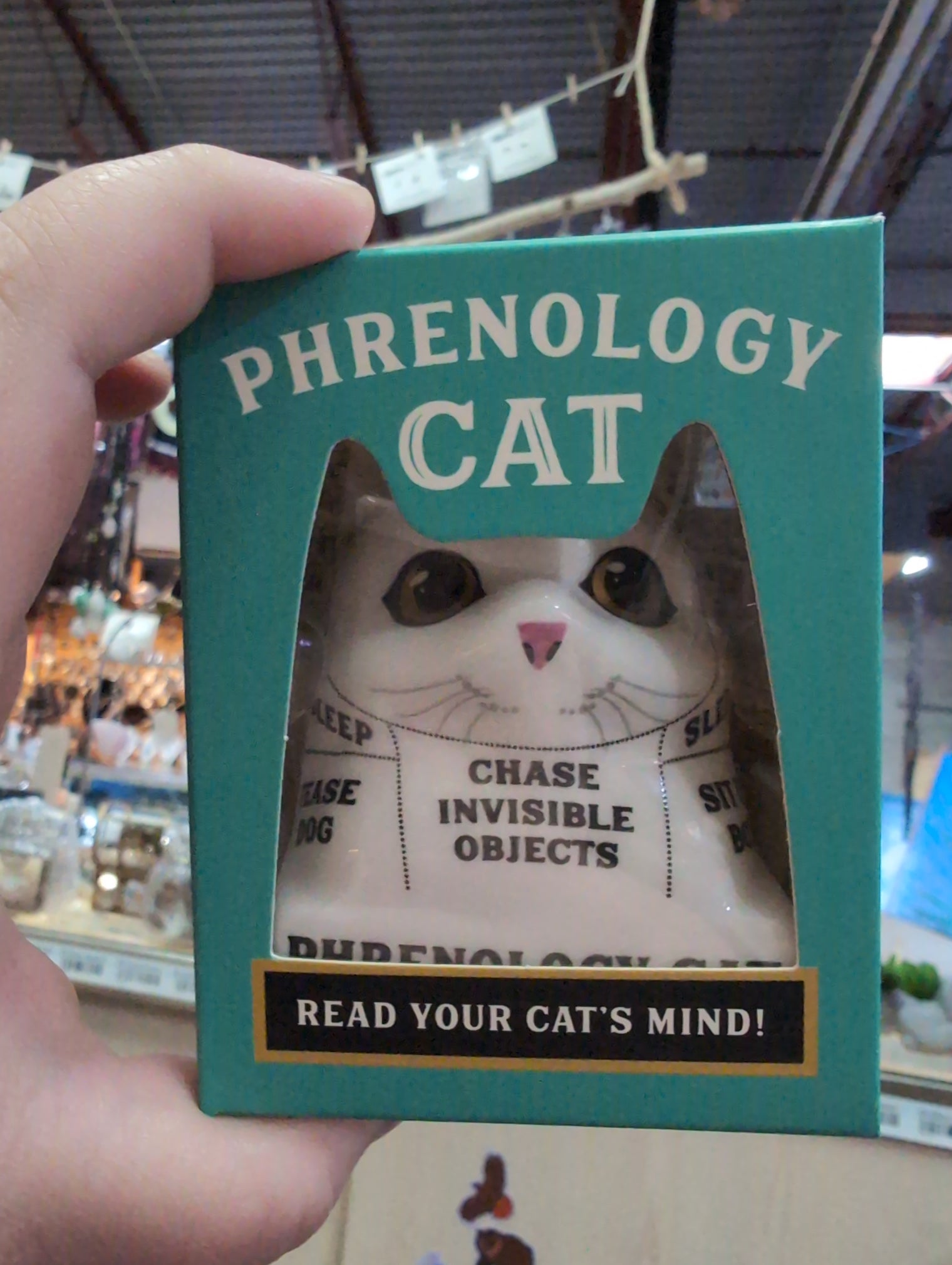 Phrenology Cat