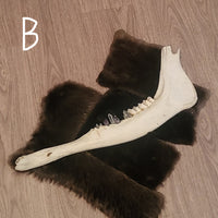 A moose jaw with real teeth and crystal teeth