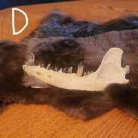 Crystal Bear Jaws