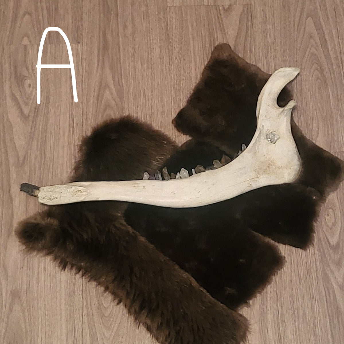 Crystal Moose Jaw