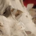 Close-up of a pale animal skull or bone specimen with visible crystal teeth  in place of the original and textured surface, photographed indoors against a light surface.