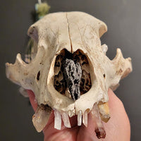 A hand holding a large animal skull, the top half of a bear skull photographed against a dark gray background. it's facing the viewer, showcasing the kyanite in it's nasal passage and the crystals in the front of it's face in place of teeth.