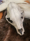 A natural animal skull, from a bear, displayed on a dark brown fur pelt with white fur accents, set on a wooden table.