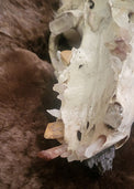 A close-up of a natural animal skull with visible crystals for teeth, resting on a brown furry surface.