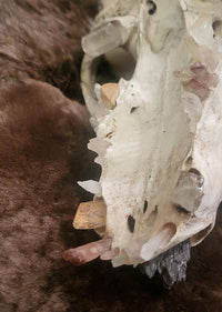 A close-up of a natural animal skull with visible crystals for teeth, resting on a brown furry surface.