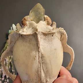 A hand holding a decorated bear skull specimen with a smoky quartz crystal point jutting from the rear, set against a dark gray background.