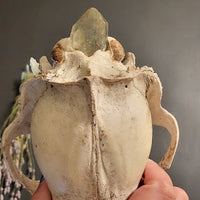 A hand holding a decorated bear skull specimen with a smoky quartz crystal point jutting from the rear, set against a dark gray background.