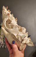 A hand with blue nail polish holds a large animal skull specimen against a dark gray wall.