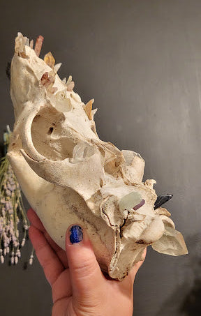 A hand with blue nail polish holds a large animal skull specimen against a dark gray wall.