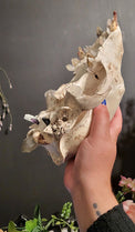 A hand holding a large, weathered animal skull against a dark gray wall background.