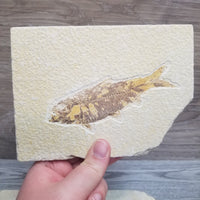 Fish Fossil